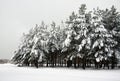 Snowy pine bluff Royalty Free Stock Photo