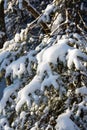 Snowy pine bow Royalty Free Stock Photo