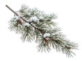 Snowy pine branch with pinecones Royalty Free Stock Photo