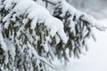 Snowy pine branches in winter forest, closeup