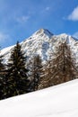 Snowy pine forest