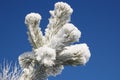 Snowy pine needles