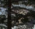 Snowy pine tree in backlight Royalty Free Stock Photo