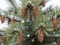 Snowy pine tree branch with pinecones Royalty Free Stock Photo