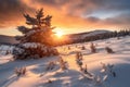 snowy pine tree landscape during golden hour Royalty Free Stock Photo
