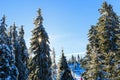 Snowy pine tree in wintertime Royalty Free Stock Photo