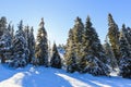 Snowy pine tree in wintertime Royalty Free Stock Photo