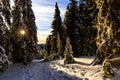 Snowy pine tree in wintertime Royalty Free Stock Photo