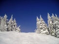 Snowy pine trees Royalty Free Stock Photo
