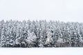 Snowy pine trees with bench on a winter landscape