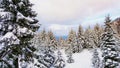 Snowy pine trees in a forest