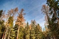 Snowy pine trees in the High Tatras, Slovakia Royalty Free Stock Photo