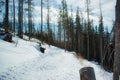 Snowy pine trees in the High Tatras, Slovakia Royalty Free Stock Photo