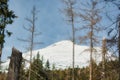 Snowy pine trees in the High Tatras, Slovakia Royalty Free Stock Photo