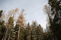 Snowy pine trees in the High Tatras, Slovakia Royalty Free Stock Photo