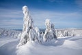 Snowy pine trees