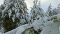 Snowy pine trees in winter forest at golden sunset. Gold sunrays shining trough pine forest covered in snow at winter Royalty Free Stock Photo