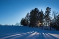 Snowy plain with pine trees