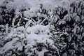 Snowy plants background and texture Royalty Free Stock Photo