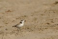 Snowy Plover