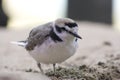 Snowy Plover (Charadrius alexandrinus) Royalty Free Stock Photo