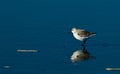 Snowy Plover (Charadrius alexandrinus nivosus)