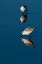 Snowy Plover (Charadrius alexandrinus nivosus)