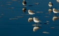 Snowy Plover (Charadrius alexandrinus nivosus)