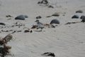 Snowy Plover Charadrius alexandrinus 5