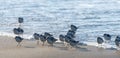 Snowy Plover