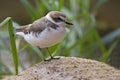 Snowy Plover, Charadrius nivosus, relaxed