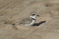 Snowy Plover sitting on the sand