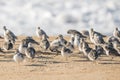 Snowy plover, a small sandpiper, on the beach. Flock of birds close up