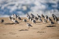 Snowy plover, a small sandpiper, on the beach. Flock of birds close up