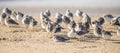 Snowy plover, a small sandpiper, on the beach. Flock of birds close up