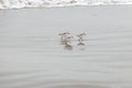 Snowy Plover on the beach