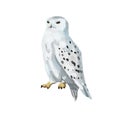 Snowy polar owl portrait. Full length body, standing. Big round yellow orange eyes, black beak, white plumage with brown Royalty Free Stock Photo