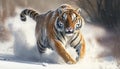 The snowy predator, the tiger\'s hunt on the run