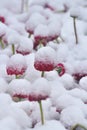 Snowy red dog daisy Bellis perennis in springtime.