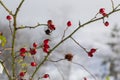 snowy red fruits of rose hips in winter under the snow on a sunny day Royalty Free Stock Photo