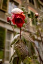 Snowy red rose in a street garden Royalty Free Stock Photo