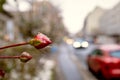 Snowy red rose in a street garden Royalty Free Stock Photo