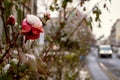 Snowy red rose in a street garden Royalty Free Stock Photo