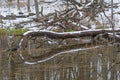 Snowy Reflections in a Forest Pond