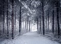 Snowy Road through the cold wintry forest Royalty Free Stock Photo