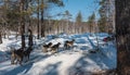 Snowy road in the forest. The sled dogs are harnessed, ready to run