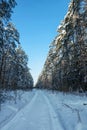 Snowy road through forest on sunny day in winter time, trees and road covered with snow Royalty Free Stock Photo