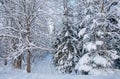 Snowy Road through the wintry forest Royalty Free Stock Photo