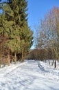 Snowy road among pine trees in the winter forest Royalty Free Stock Photo