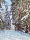 Snowy road sorounded by trees Royalty Free Stock Photo